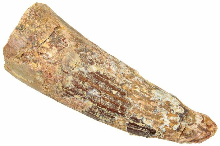 Bargain, Fossil Spinosaurus Tooth - Real Dinosaur Tooth #322302